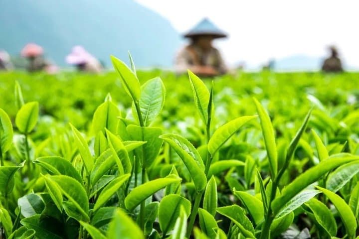 Private Leshan Giant Buddha and Tea-Making Day Tour from Chengdu photo 6