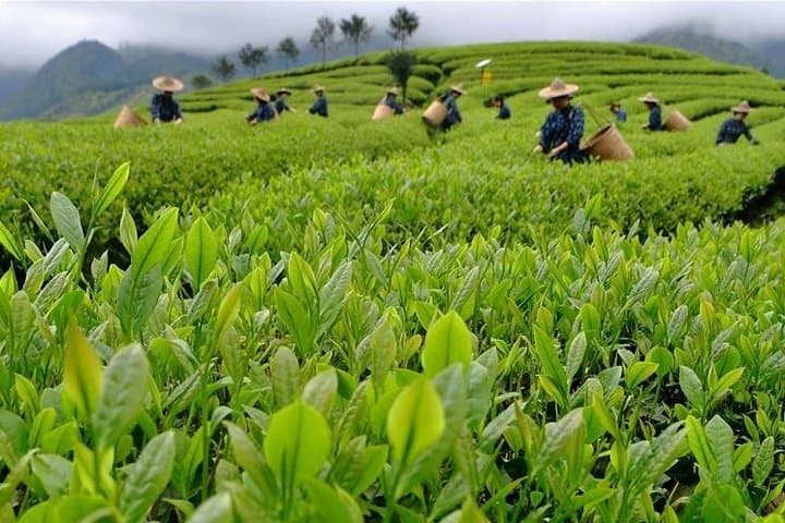 Private Leshan Giant Buddha and Tea-Making Day Tour from Chengdu photo 5