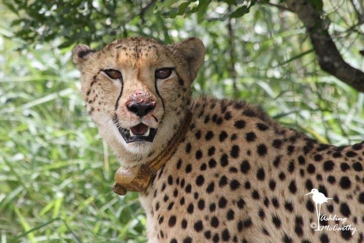 Ann van Dyk Cheetah Centre Guided Tour — De Wildt Wildlife Experience photo 5