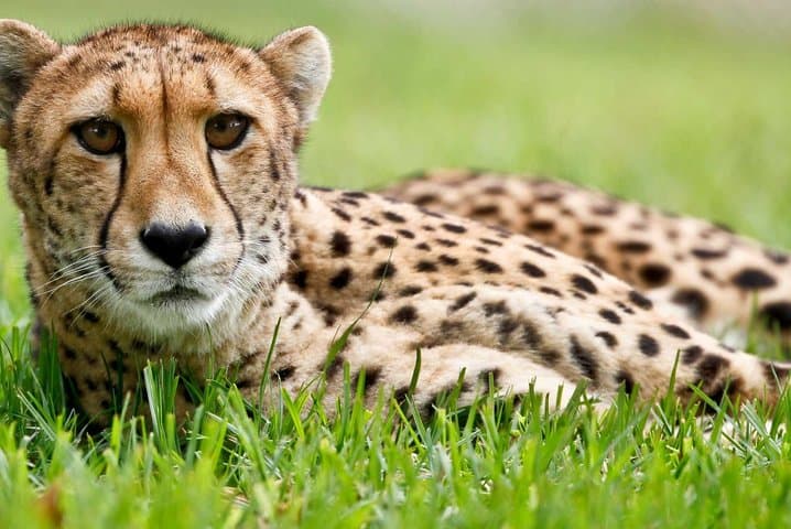 Ann van Dyk Cheetah Centre Guided Tour — De Wildt Wildlife Experience photo 6