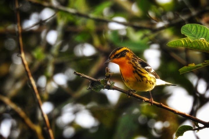 La Fortuna Birdwatching: Guided Birding Tour Near Arenal Volcano photo 3