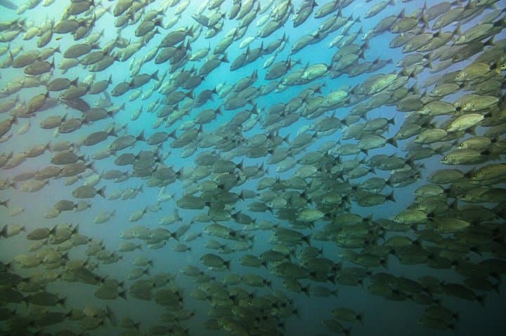 Tamarindo Half-Day Snorkeling Trip to Catalina’s Archipelago