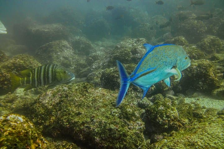 Tamarindo Half-Day Snorkeling Trip to Catalina’s Archipelago photo 5