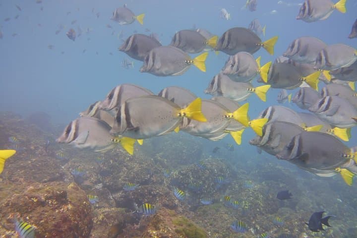 Tamarindo Half-Day Snorkeling Trip to Catalina’s Archipelago photo 2