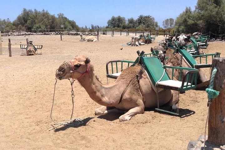 Maspalomas Dunes e‑Scooter & Camel Ride: Electric Chopper Tour in Gran Canaria