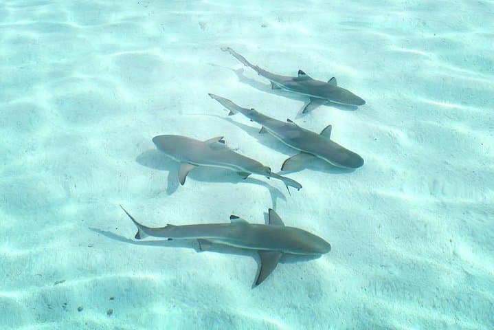 6-Hour Private Snorkeling and Motu Lunch Tour in Moorea Lagoon photo 6