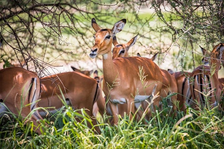 48-Hour Safari: Tarangire Elephants and Ngorongoro Crater Big Five Adventure photo 1