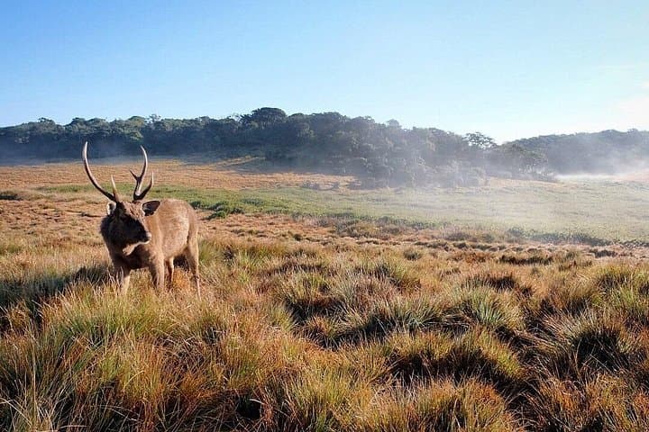 Horton Plains Trek: World's End & Baker's Falls Day Hike from Nuwara Eliya photo 1