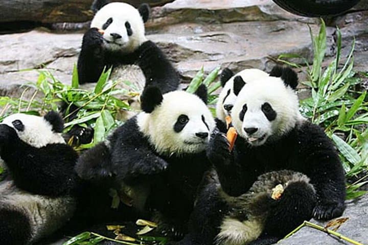 Guangzhou Chimelong Safari Park Private Guided Tour — Tram & Cableway Access