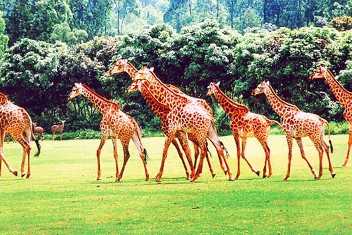 Guangzhou Chimelong Safari Park Private Guided Tour — Tram & Cableway Access photo 2