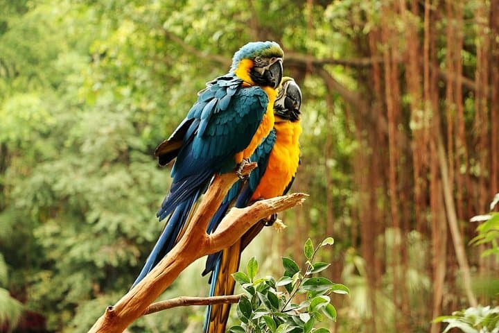 Guangzhou Chimelong Safari Park Private Guided Tour — Tram & Cableway Access photo 3
