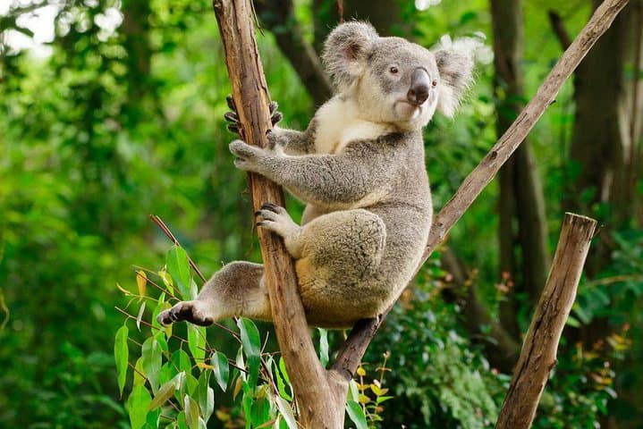 Guangzhou Chimelong Safari Park Private Guided Tour — Tram & Cableway Access photo 4