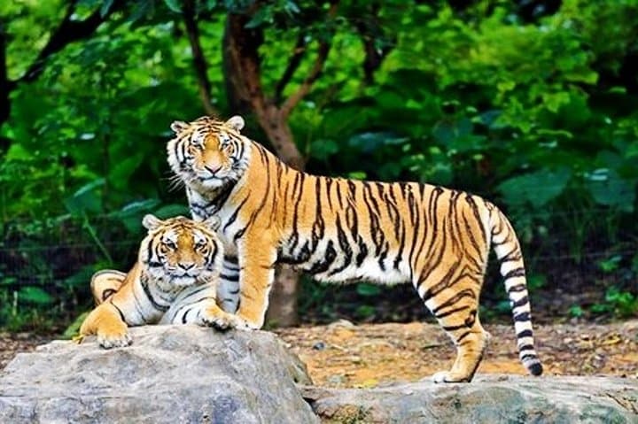Guangzhou Chimelong Safari Park Private Guided Tour — Tram & Cableway Access photo 5