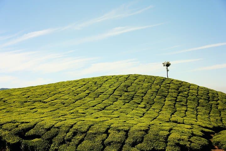 Munnar Day Trip from Kochi — Top Station, Tea Museum & Mattupetty Dam photo 2