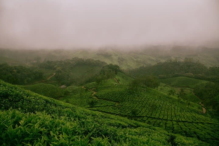 Munnar Day Trip from Kochi — Top Station, Tea Museum & Mattupetty Dam photo 4