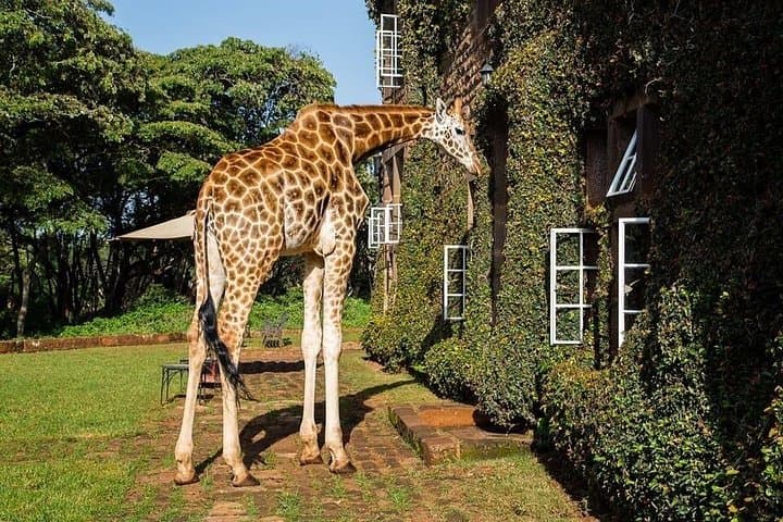 Full-Day Nairobi Cultural & Wildlife Tour — Carnivore, Blixen Museum & Giraffe Centre photo 3