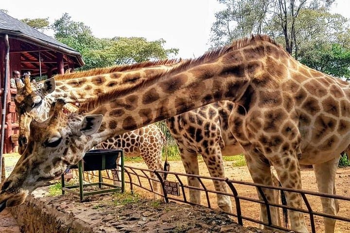 Full-Day Nairobi Cultural & Wildlife Tour — Carnivore, Blixen Museum & Giraffe Centre photo 4