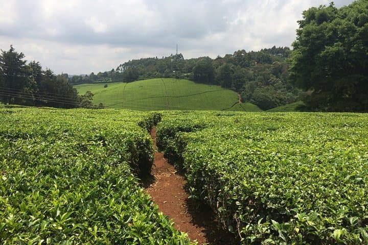 Kiambethu Tea Farm Full-Day Tour: Tea Fields, Forest Walks & Lunch from Nairobi photo 5
