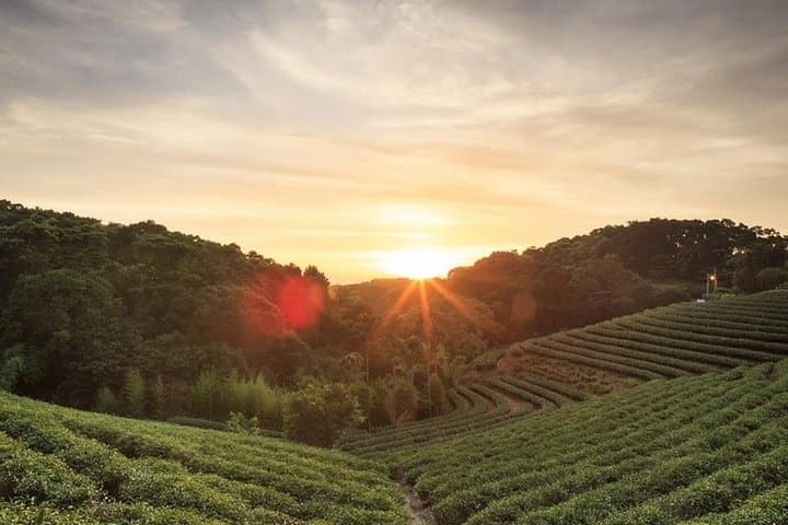 Kiambethu Tea Farm Full-Day Tour: Tea Fields, Forest Walks & Lunch from Nairobi