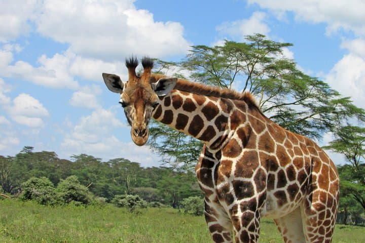 Lake Nakuru Day Trip Safari: Flamingos, Rhinos & Naivasha Boat Option