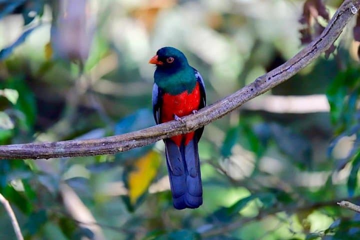 Panama Canal Trek & Cruise: Pipeline Road Birding and Gatun Lake Wildlife Tour photo 3