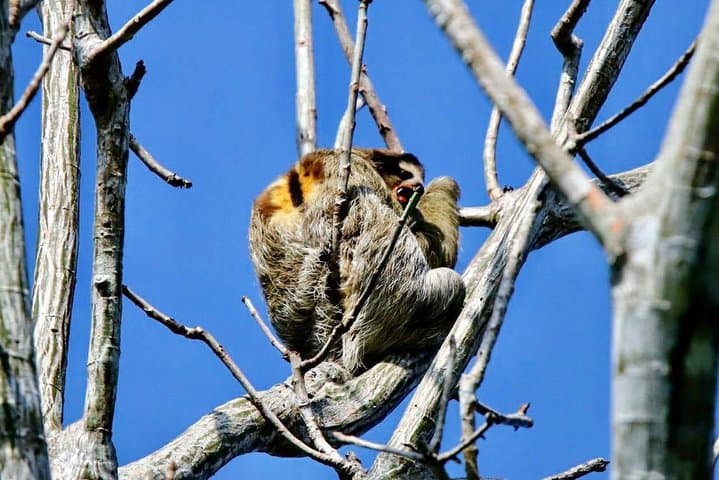 Panama Canal Trek & Cruise: Pipeline Road Birding and Gatun Lake Wildlife Tour photo 2