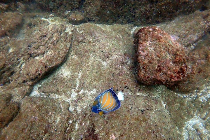 Scuba Diving in Mirissa: Wrecks, Coral & Macro Life off Sri Lanka's South Coast photo 2