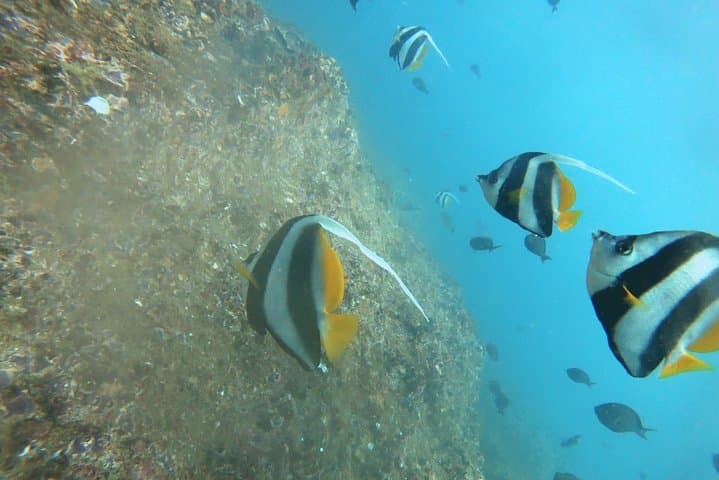 Scuba Diving in Mirissa: Wrecks, Coral & Macro Life off Sri Lanka's South Coast photo 3