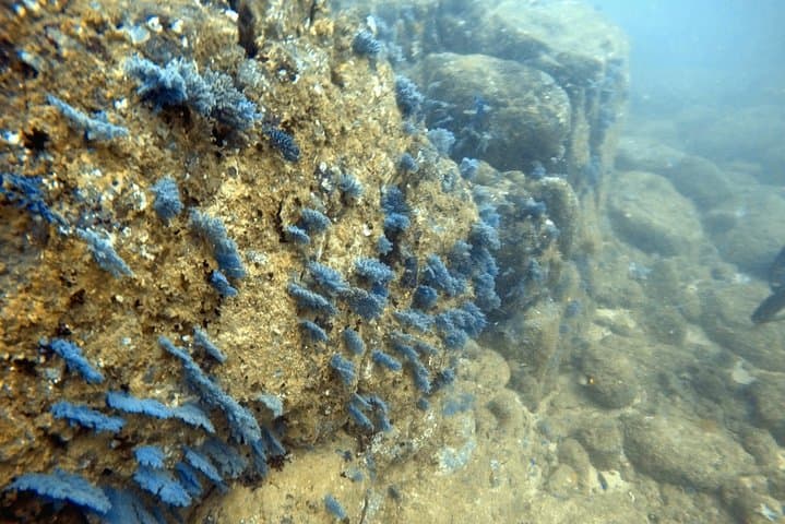 Scuba Diving in Mirissa: Wrecks, Coral & Macro Life off Sri Lanka's South Coast photo 5
