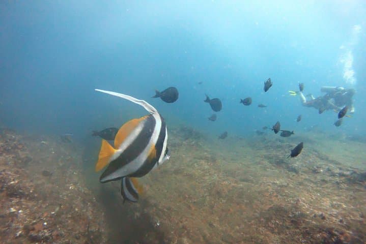 Scuba Diving in Mirissa: Wrecks, Coral & Macro Life off Sri Lanka's South Coast photo 6