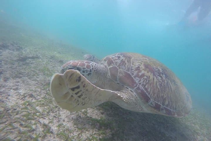 Snorkeling Safari in Mirissa: Swim with Dolphins, Turtles & Offshore Wildlife photo 4