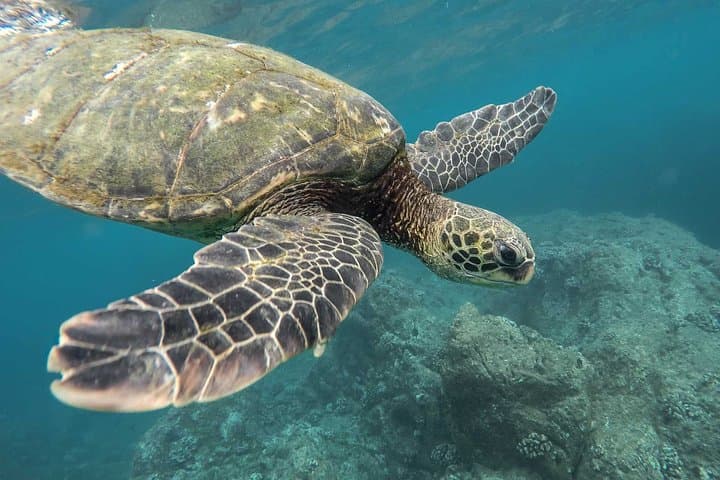 Snorkeling Safari in Mirissa: Swim with Dolphins, Turtles & Offshore Wildlife photo 6