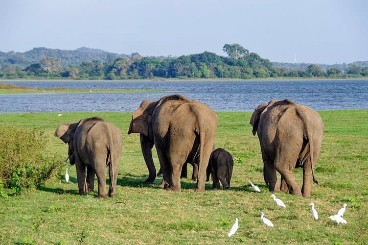 Colombo to Trincomalee: 2-Day Sigiriya, Elephant Safari & Polonnaruwa Transfer photo 3