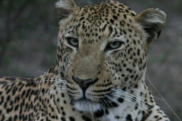 Sunrise Safari in Kruger National Park: Morning Game Drive from Marloth Park