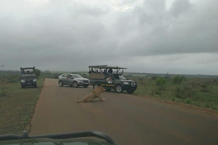 Sunrise Safari in Kruger National Park: Morning Game Drive from Marloth Park photo 2