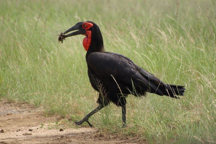 Sunrise Safari in Kruger National Park: Morning Game Drive from Marloth Park photo 4