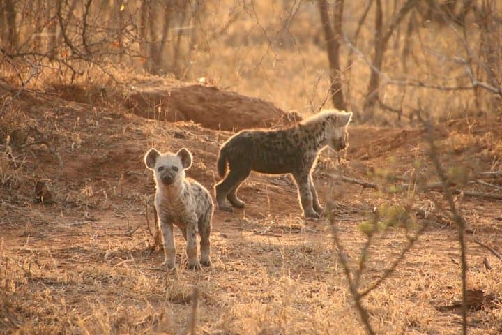 Sunrise Safari in Kruger National Park: Morning Game Drive from Marloth Park photo 5