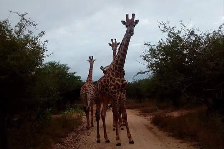 Sunrise Safari in Kruger National Park: Morning Game Drive from Marloth Park photo 6