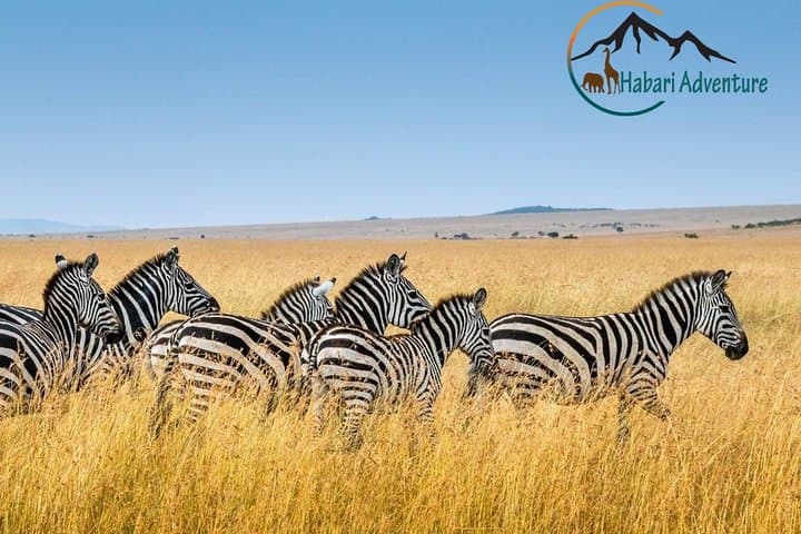 7-Day Northern Tanzania Safari: Serengeti, Ngorongoro, Tarangire & Lake Manyara