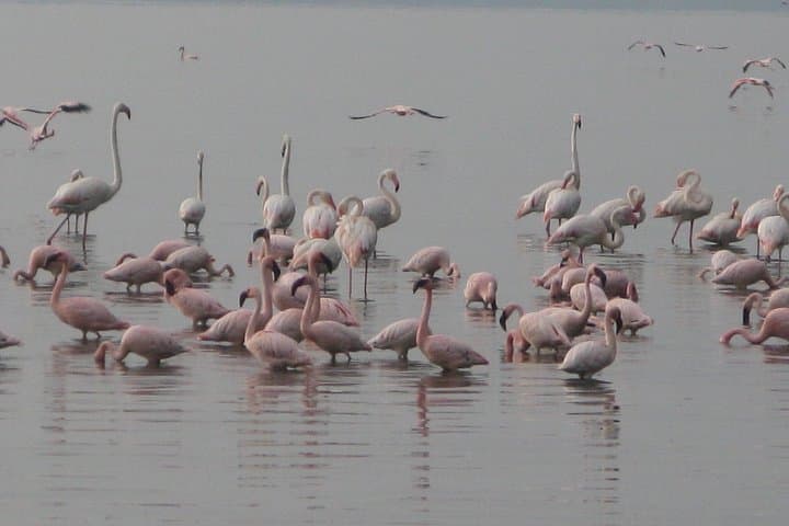 Amboseli National Park Safari: 2-Day Elephant & Kilimanjaro Experience photo 2