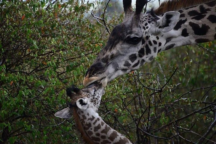 Amboseli National Park Safari: 2-Day Elephant & Kilimanjaro Experience photo 4