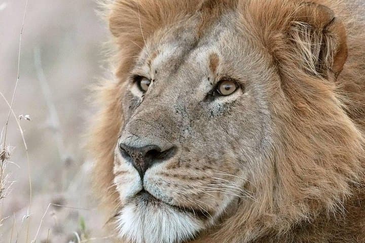 Amboseli National Park Safari: 2-Day Elephant & Kilimanjaro Experience photo 5