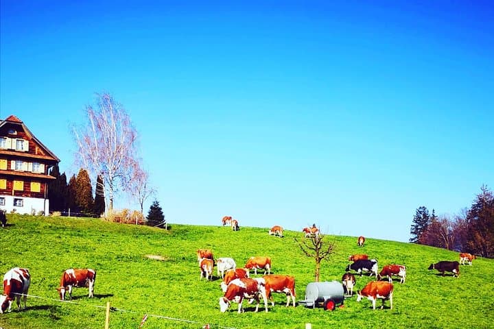 Rhine Falls & Black Forest Day Trip from Zurich: Boat Ride, Triberg Falls & Lakeside Strolls photo 6