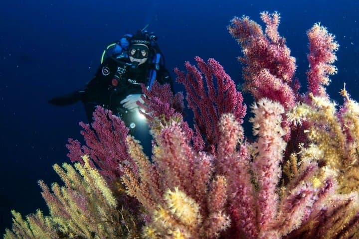 Scuba Diving in Calabria: Wrecks, Reefs & Clear Tyrrhenian Waters Near Tropea