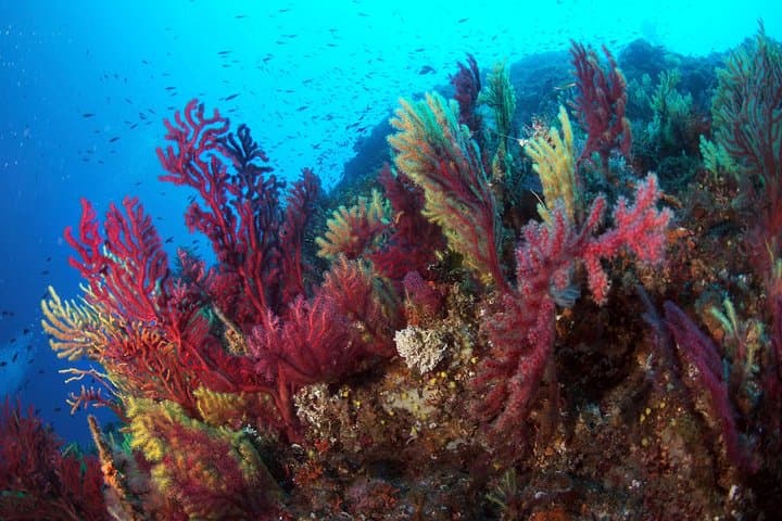 Scuba Diving in Calabria: Wrecks, Reefs & Clear Tyrrhenian Waters Near Tropea photo 2
