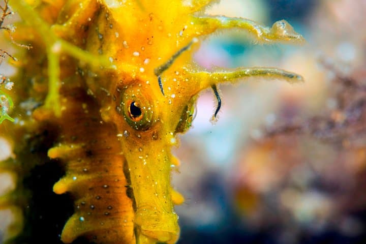 Scuba Diving in Calabria: Wrecks, Reefs & Clear Tyrrhenian Waters Near Tropea photo 4