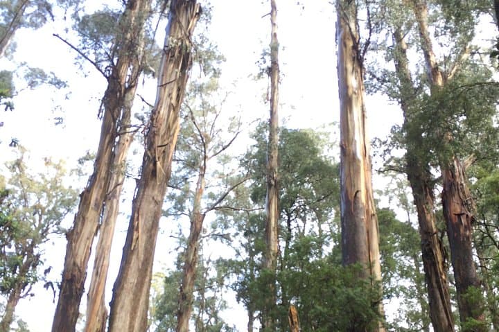 Healesville Sanctuary & Puffing Billy: Private Steam Train and Wildlife Day Tour from Melbourne photo 3