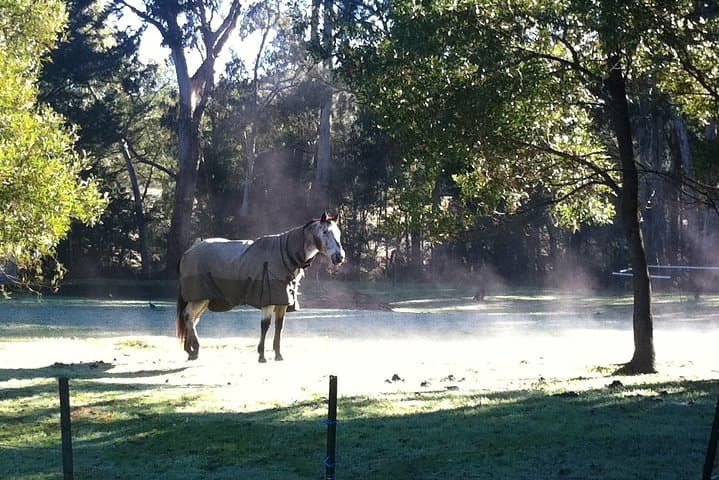 Healesville Sanctuary & Puffing Billy: Private Steam Train and Wildlife Day Tour from Melbourne photo 6