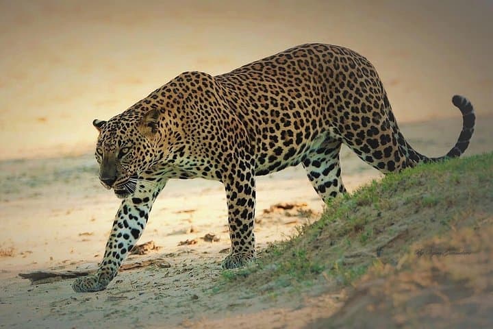 Half-Day Yala Safari: Guided 4x4 Wildlife Drive in Yala National Park photo 1