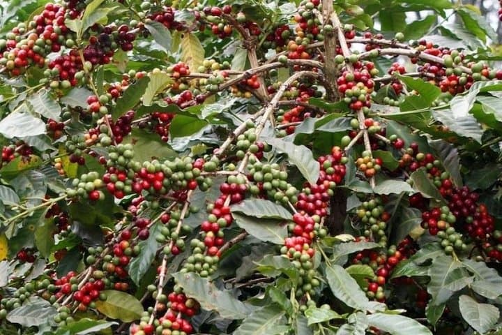 Materuni Waterfalls & Chagga Coffee Day Tour from Moshi photo 5